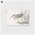 アートポストカード-Eastern Whimbrel and Wisteria Vine
 - 鳥類図鑑 Postcard.
