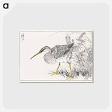 アートポストカード-Eastern Whimbrel and Wisteria Vine
 - 鳥類図鑑 Postcard.