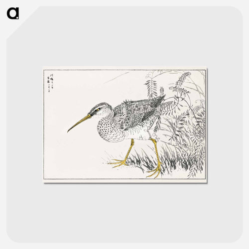 Eastern Whimbrel and Wisteria Vine
 - 鳥類図鑑 Postcard.
