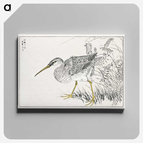 1-78_Pictorial-Monograph-of-Birds_canvas