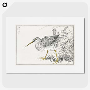 1-78_Pictorial-Monograph-of-Birds_picture