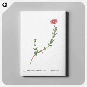 アートパネル-Mesembryanthemum Barbatum (Bearded Fig–Marigold) - ピエール ジョゼフ ルドゥーテ Canvas.