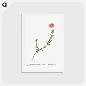 アートポストカード-Mesembryanthemum Barbatum (Bearded Fig–Marigold) - ピエール ジョゼフ ルドゥーテ Postcard.