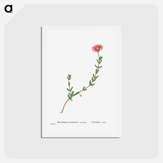 アートポストカード-Mesembryanthemum Barbatum (Bearded Fig–Marigold) - ピエール ジョゼフ ルドゥーテ Postcard.