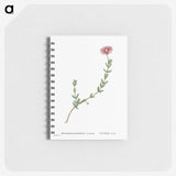 1-78_Pierre-Joseph-Redoute_memo