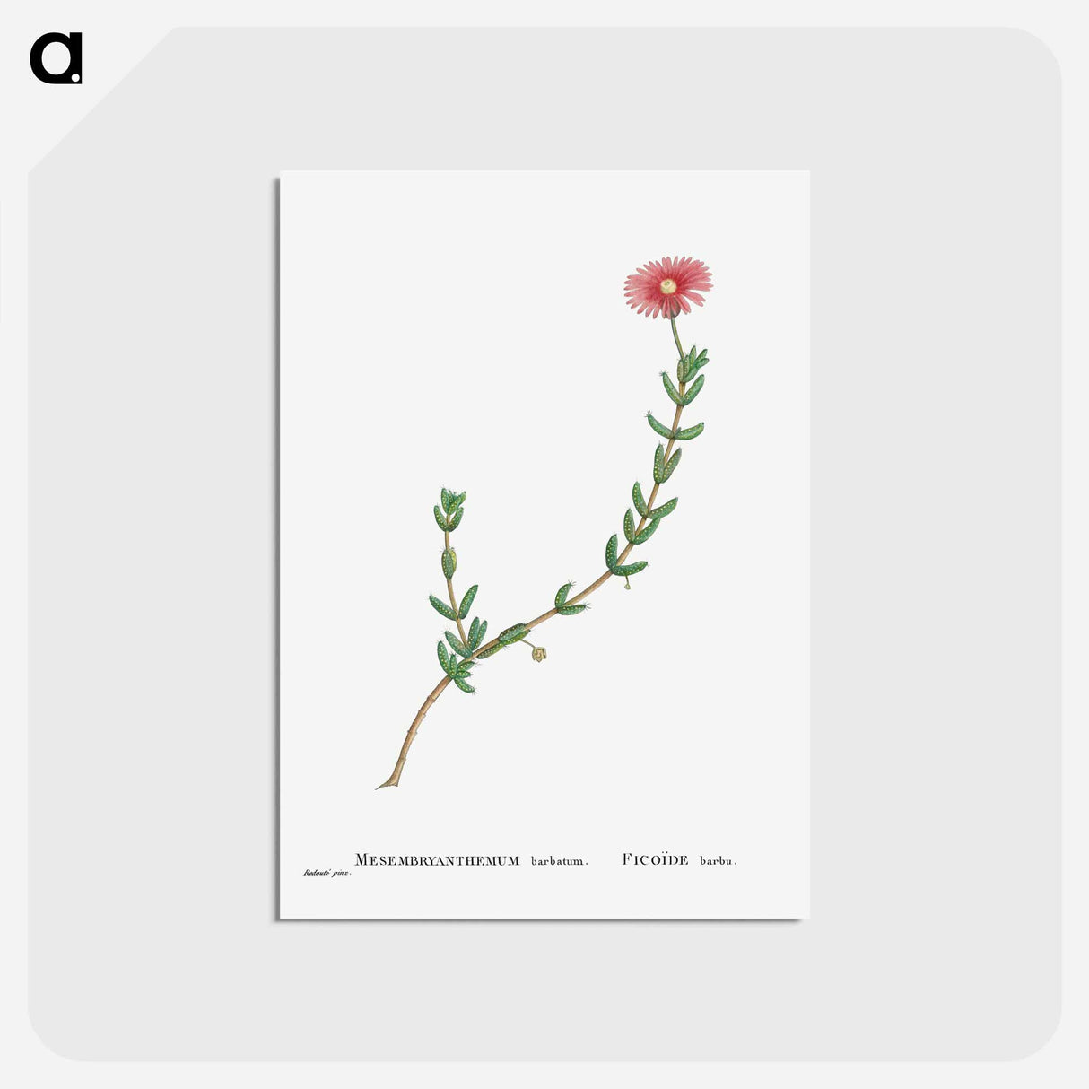 アートポストカード-Mesembryanthemum Barbatum (Bearded Fig–Marigold) - ピエール ジョゼフ ルドゥーテ Postcard.