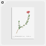 アートポストカード-Mesembryanthemum Barbatum (Bearded Fig–Marigold) - ピエール ジョゼフ ルドゥーテ Postcard.