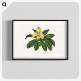 1-78_Plants-with-Colored-Foliage_blk