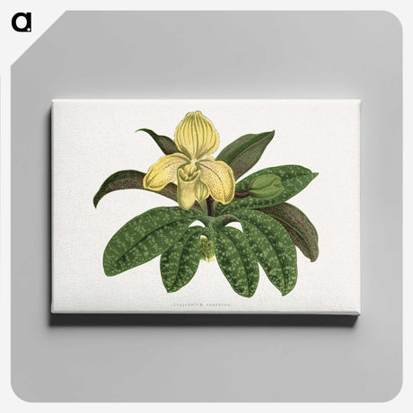 1-78_Plants-with-Colored-Foliage_canvas