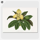 1-78_Plants-with-Colored-Foliage_picture-crop
