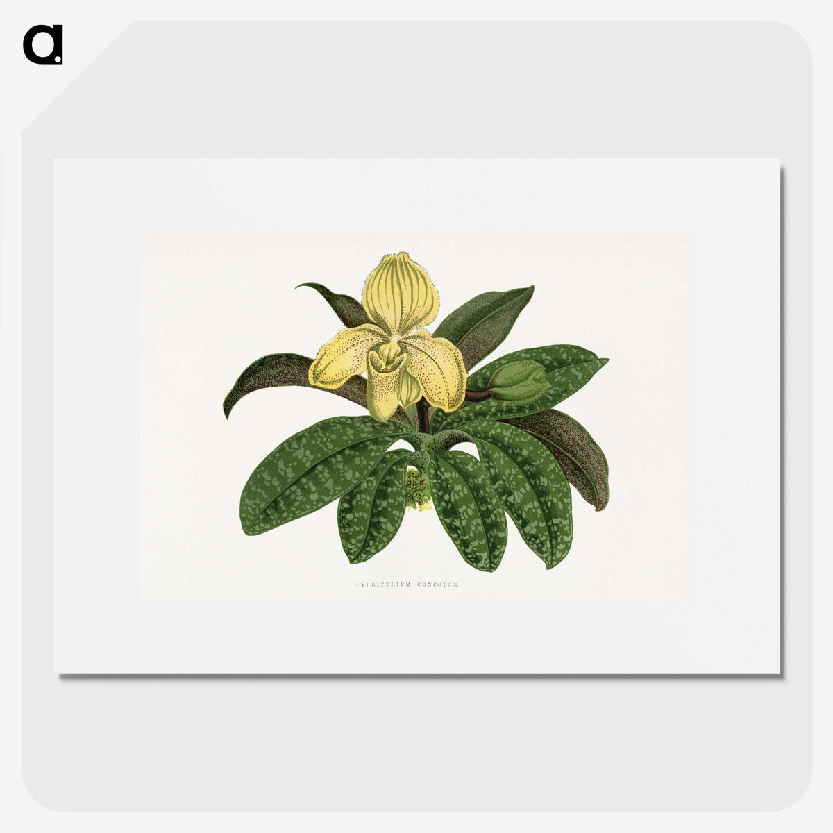 1-78_Plants-with-Colored-Foliage_picture