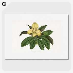 1-78_Plants-with-Colored-Foliage_picture