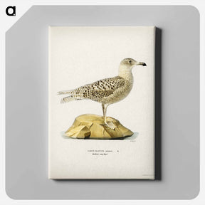 アートパネル-Glaucous Gull
 - スヴェンスカ フォグラル Canvas.
