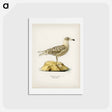 アートポストカード-Glaucous Gull
 - スヴェンスカ フォグラル Postcard.