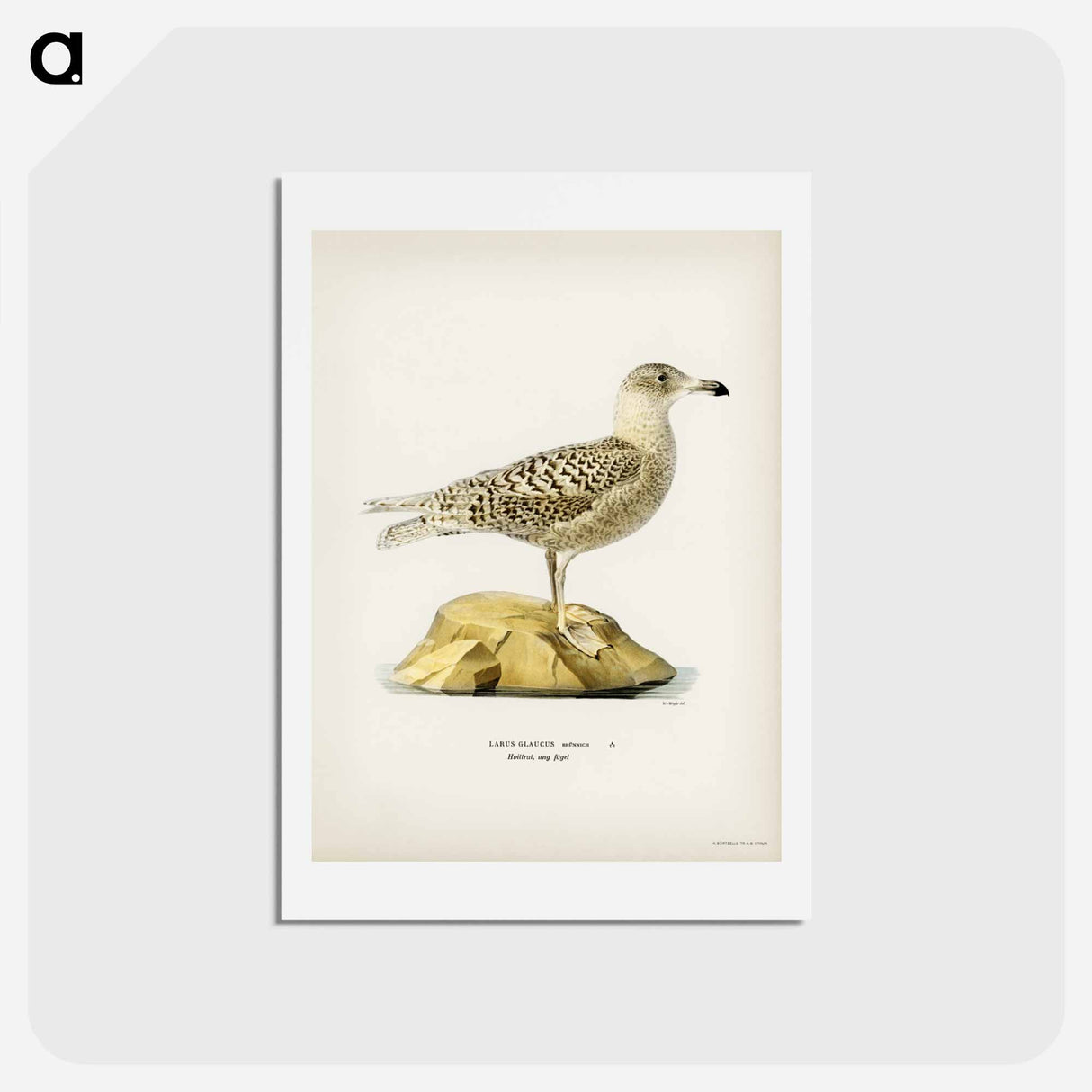 アートポストカード-Glaucous Gull
 - スヴェンスカ フォグラル Postcard.
