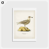 アートポストカード-Glaucous Gull
 - スヴェンスカ フォグラル Postcard.