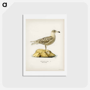 アートポストカード-Glaucous Gull
 - スヴェンスカ フォグラル Postcard.