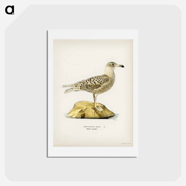 アートポストカード-Glaucous Gull
 - スヴェンスカ フォグラル Postcard.