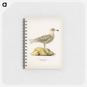 アートメモ帳-Glaucous Gull
 - スヴェンスカ フォグラル Memo.