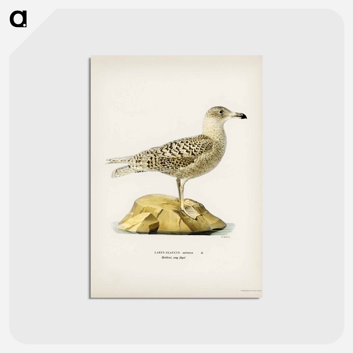 アートポストカード-Glaucous Gull
 - スヴェンスカ フォグラル Postcard.
