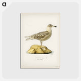 アートポストカード-Glaucous Gull
 - スヴェンスカ フォグラル Postcard.