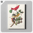 アートパネル-Summer Red Bird from Birds of America
 - アメリカの鳥たち Canvas.