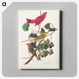 アートパネル-Summer Red Bird from Birds of America
 - アメリカの鳥たち Canvas.