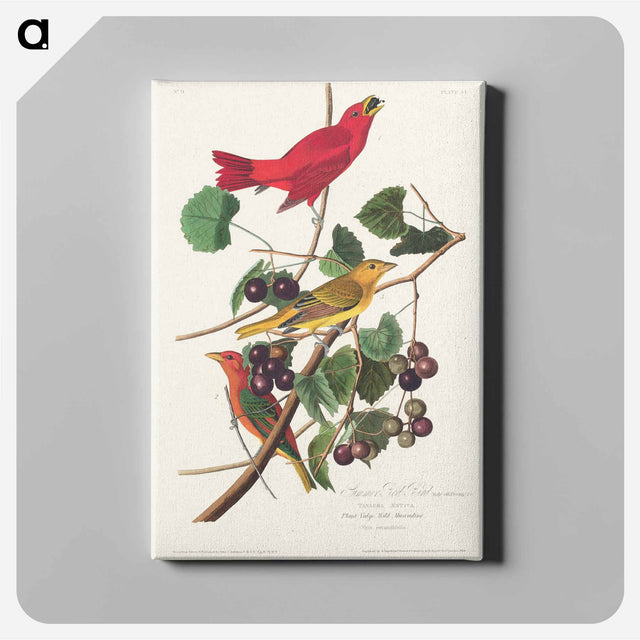 アートパネル-Summer Red Bird from Birds of America
 - アメリカの鳥たち Canvas.