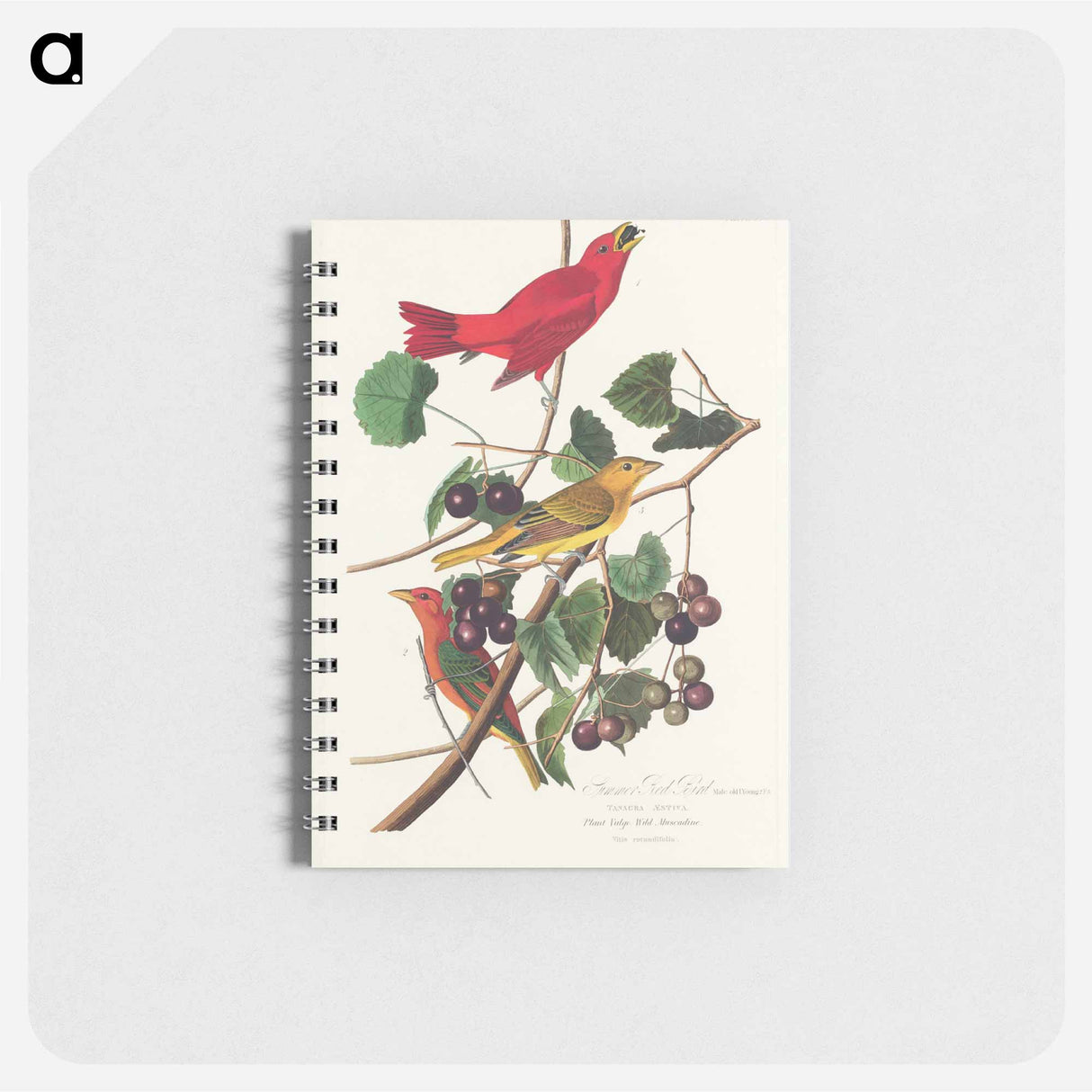 アートメモ帳-Summer Red Bird from Birds of America
 - アメリカの鳥たち Memo.