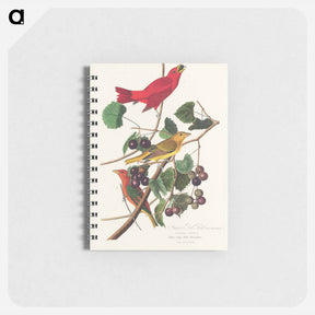 アートメモ帳-Summer Red Bird from Birds of America
 - アメリカの鳥たち Memo.