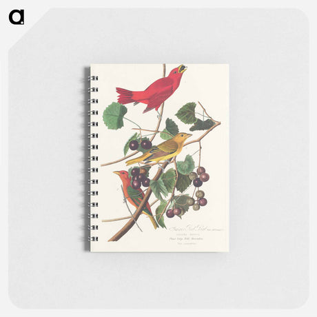 アートメモ帳-Summer Red Bird from Birds of America
 - アメリカの鳥たち Memo.