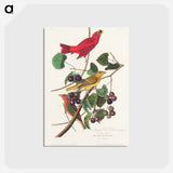 アートポストカード-Summer Red Bird from Birds of America
 - アメリカの鳥たち Postcard.