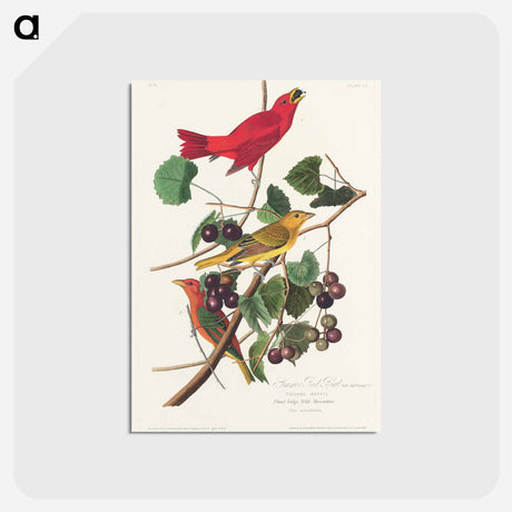 アートポストカード-Summer Red Bird from Birds of America
 - アメリカの鳥たち Postcard.