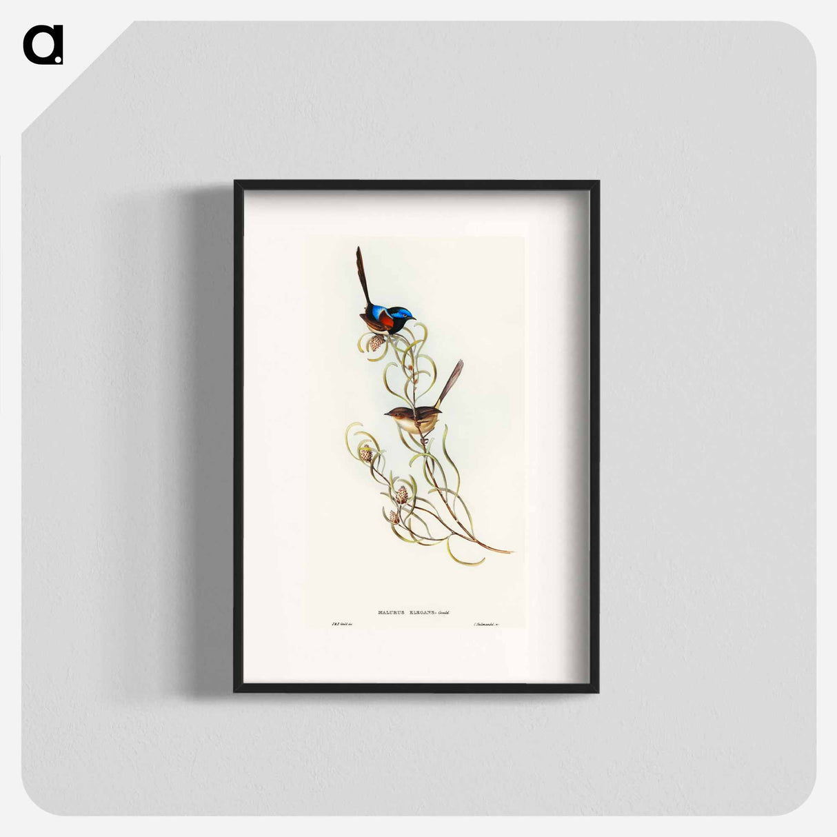 アートポスター-Graceful Wren
 - オーストラリアの鳥 Poster.