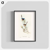 アートポスター-Graceful Wren
 - オーストラリアの鳥 Poster.