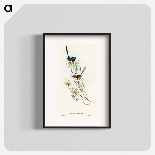 アートポスター-Graceful Wren
 - オーストラリアの鳥 Poster.