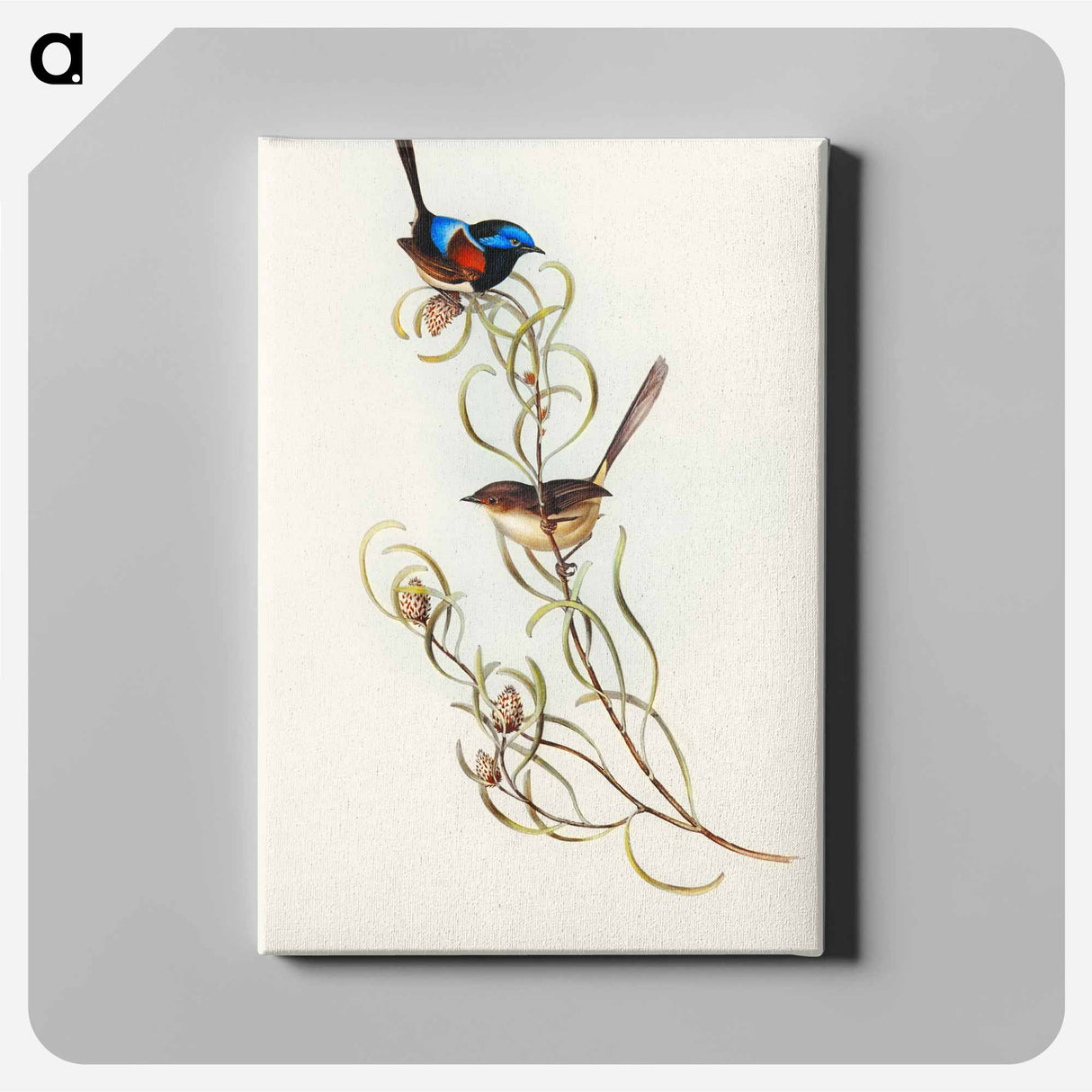 Graceful Wren
 - オーストラリアの鳥 Canvas.