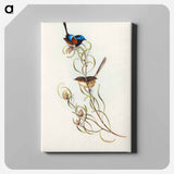 Graceful Wren
 - オーストラリアの鳥 Canvas.