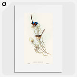 アートポスター-Graceful Wren
 - オーストラリアの鳥 Poster.