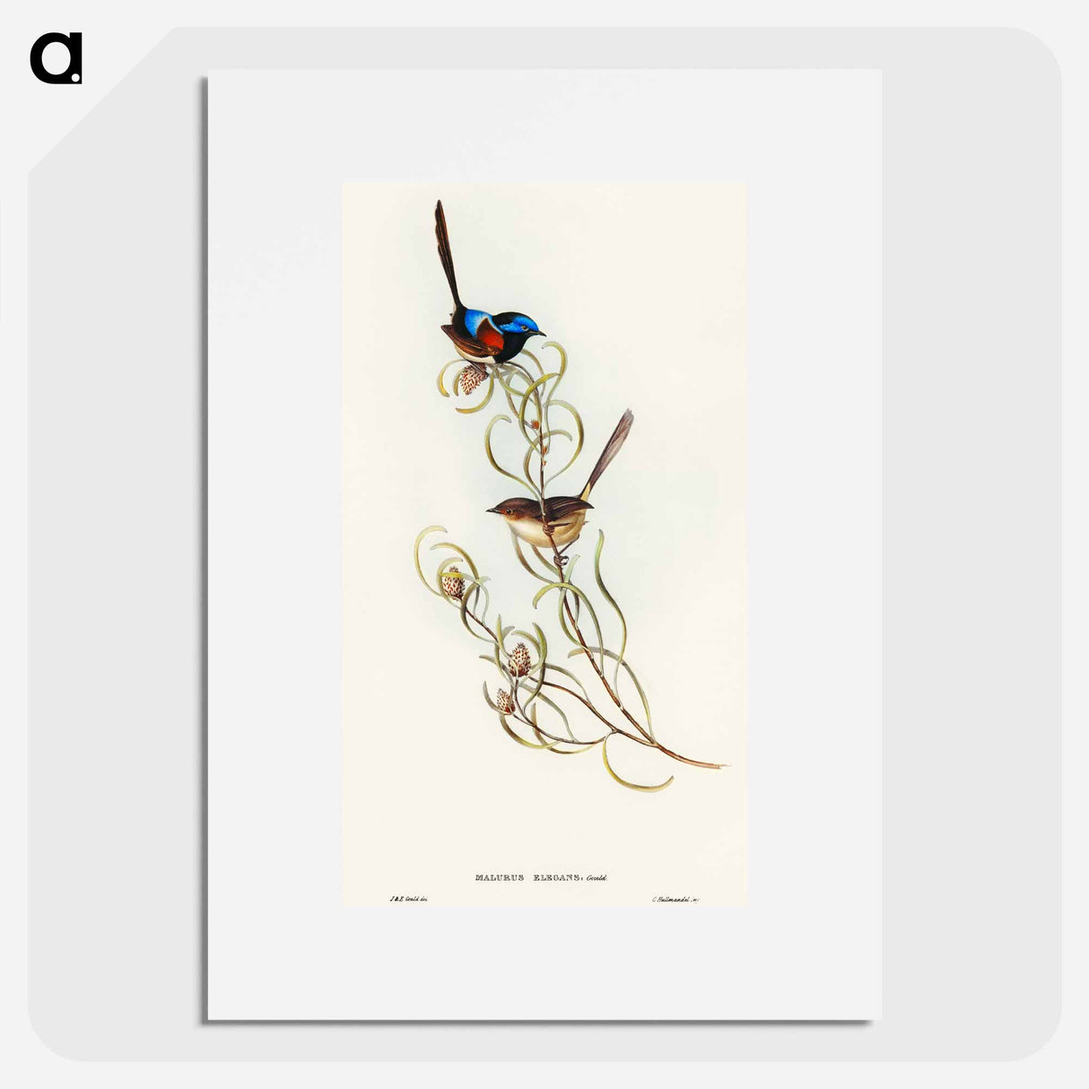 Graceful Wren
 - オーストラリアの鳥 Poster.