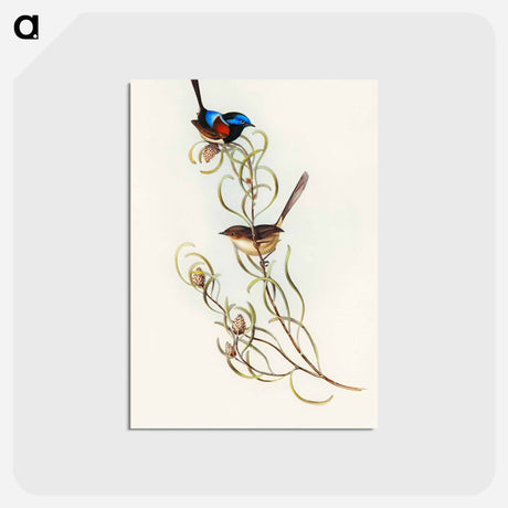 アートポストカード-Graceful Wren
 - オーストラリアの鳥 Postcard.