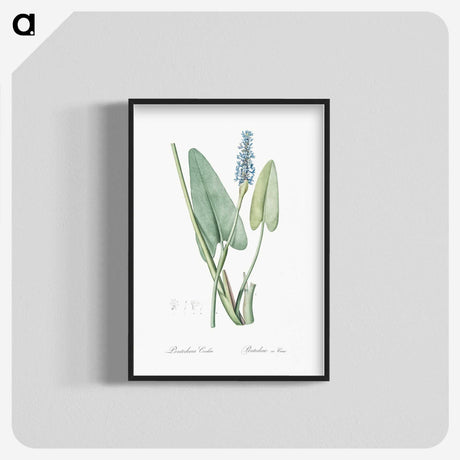 1-78_The-Lilies_blk-crop