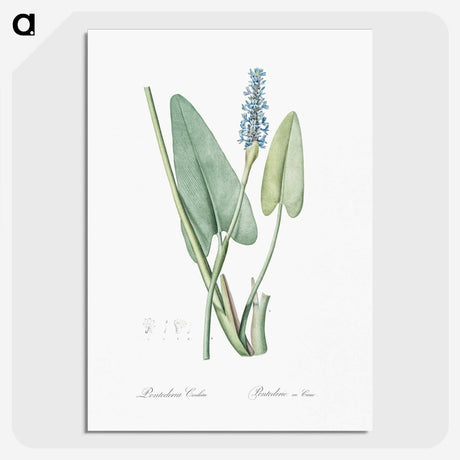 1-78_The-Lilies_picture-crop