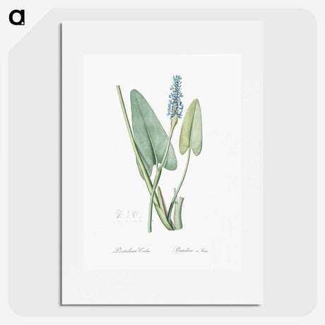 1-78_The-Lilies_picture