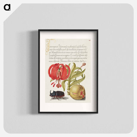 アートポスター-Scarlet Turk's Cap, Rhinoceros Beetle, and Pomegranate from Mira Calligraphiae Monumenta
 - 書道のお手本 Poster.