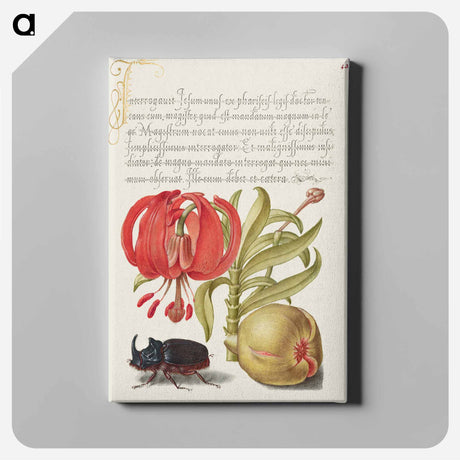 アートパネル-Scarlet Turk's Cap, Rhinoceros Beetle, and Pomegranate from Mira Calligraphiae Monumenta
 - 書道のお手本 Canvas.