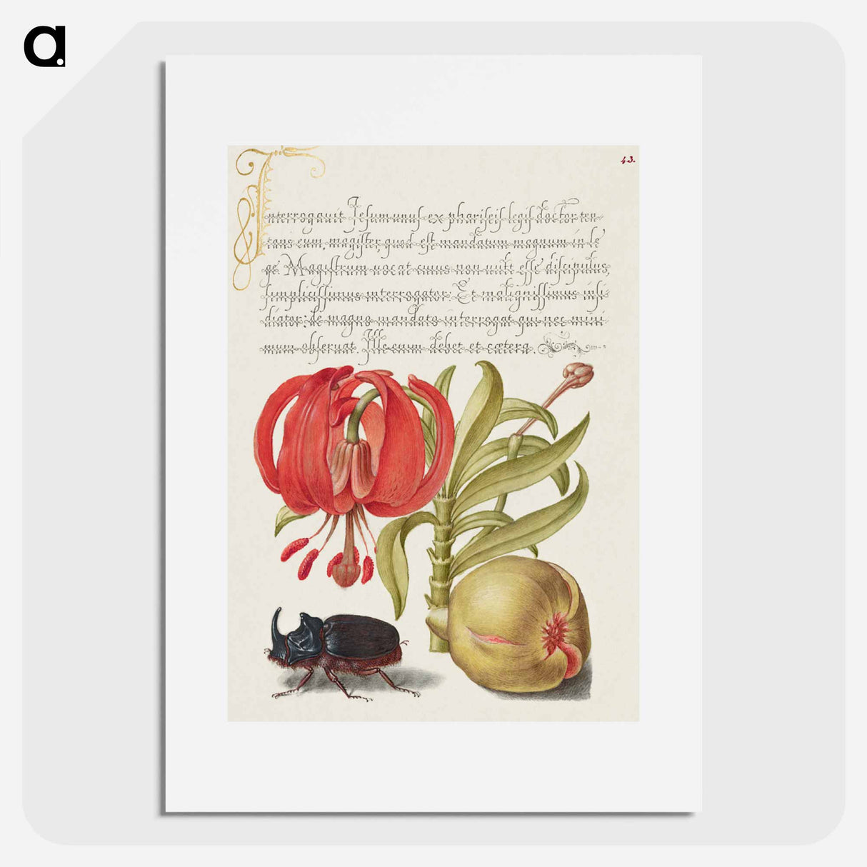 アートポスター-Scarlet Turk's Cap, Rhinoceros Beetle, and Pomegranate from Mira Calligraphiae Monumenta
 - 書道のお手本 Poster.