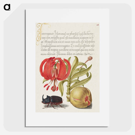 アートポスター-Scarlet Turk's Cap, Rhinoceros Beetle, and Pomegranate from Mira Calligraphiae Monumenta
 - 書道のお手本 Poster.