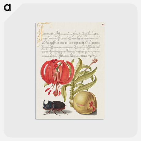 アートポストカード-Scarlet Turk's Cap, Rhinoceros Beetle, and Pomegranate from Mira Calligraphiae Monumenta
 - 書道のお手本 Postcard.