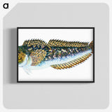 1-78_The-Natural-History-of-British-Fishes_blk-crop